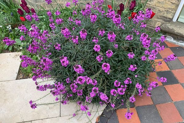 Erysimum linifolium