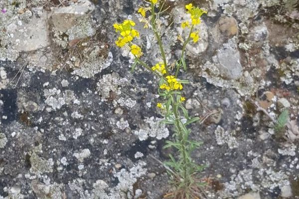 Erysimum nevadense