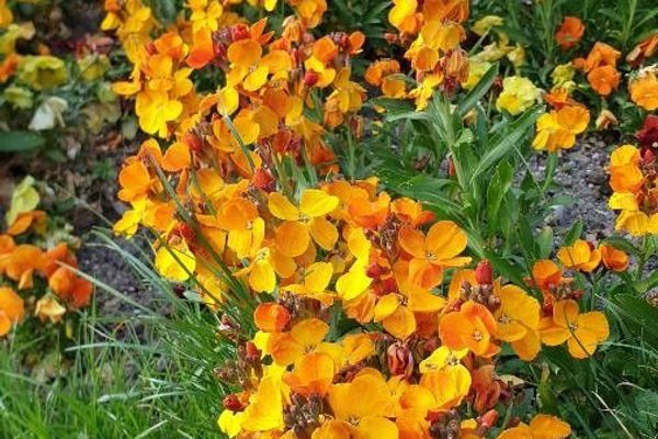 Smelly wallflower