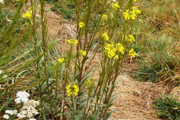 Erysimum virgatum