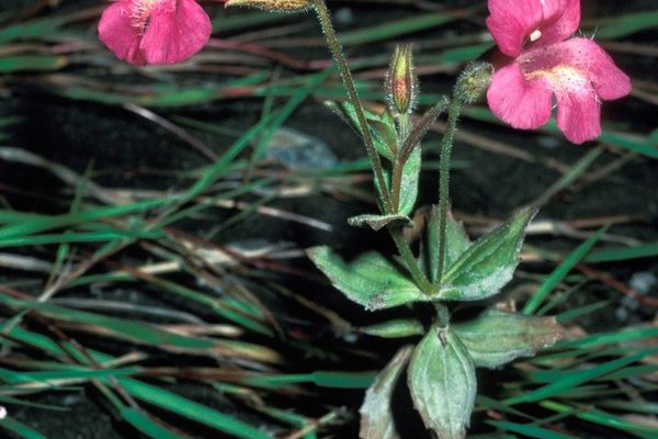Purple monkeyflower