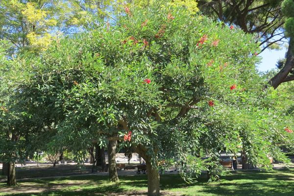 Cockspur coraltree