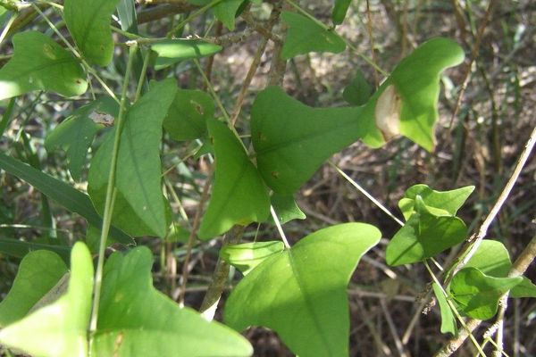 Coral-bean