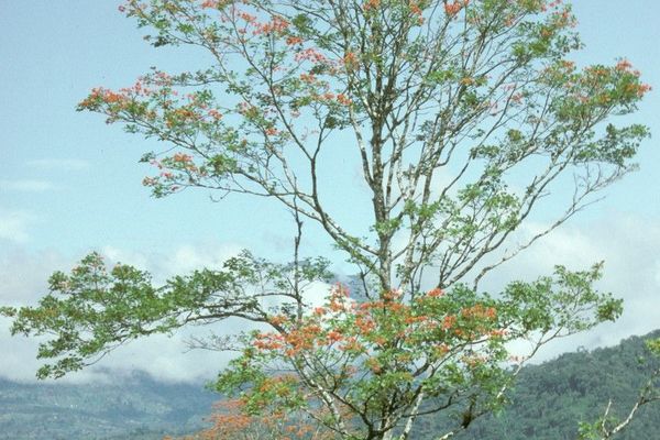 Coral tree