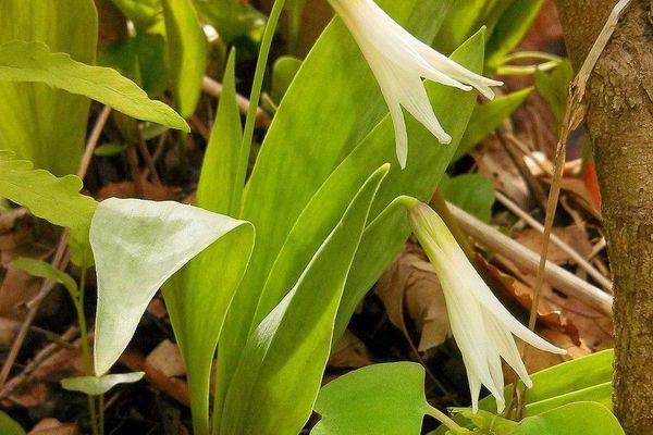 White trout-lily