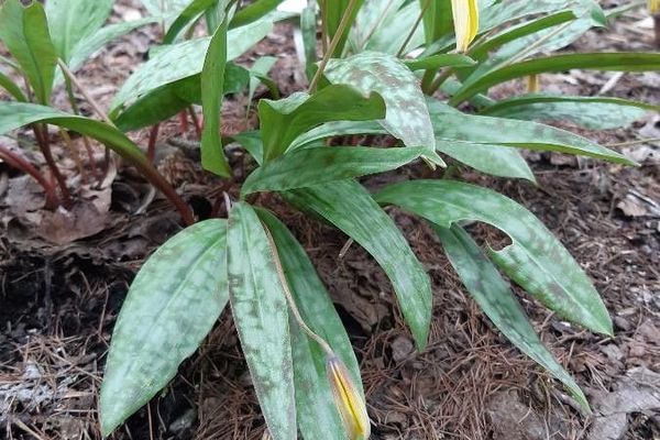Trout-lily