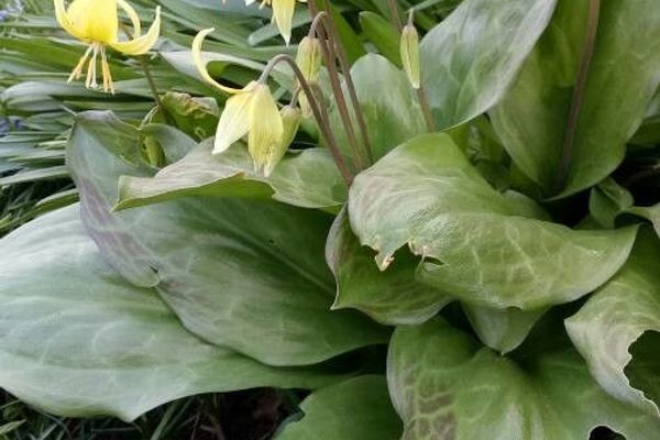 Avalanche-lily