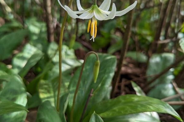 Giant adder's-tongue