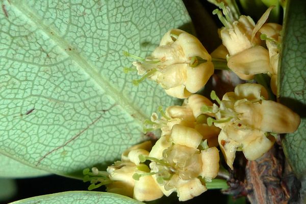 Erythroxylum campestre