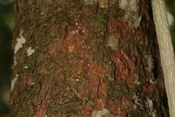 Erythroxylum citrifolium