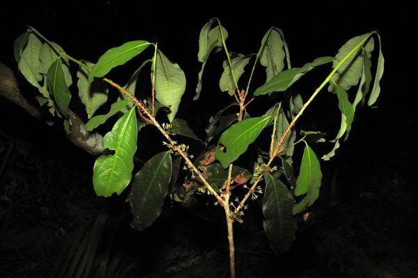 Erythroxylum macrophyllum