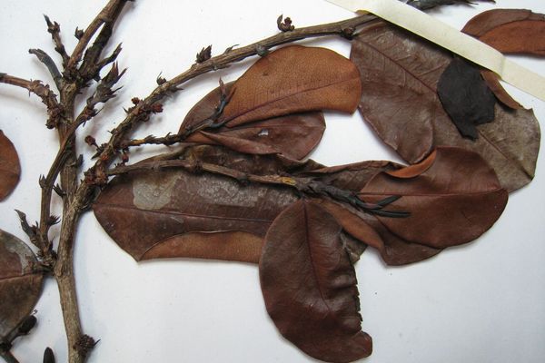 Erythroxylum suberosum