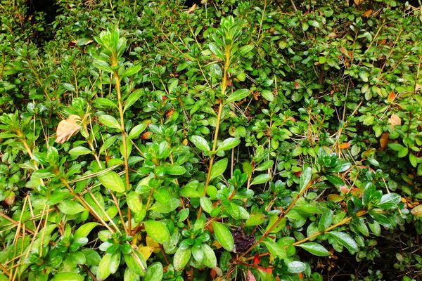 Escallonia myrtilloides