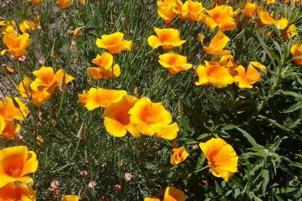 California-poppy