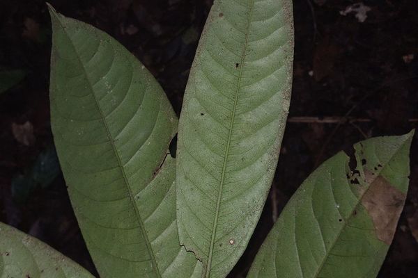 Eschweilera coriacea