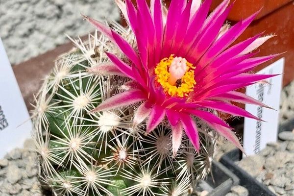 Beehive cactus
