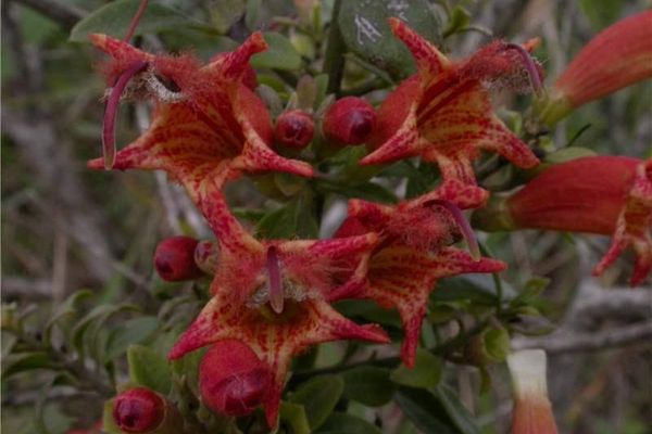 Esterhazya splendida