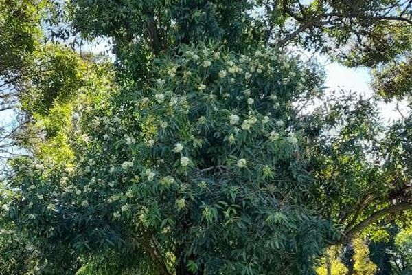 Gippsland-mahogany