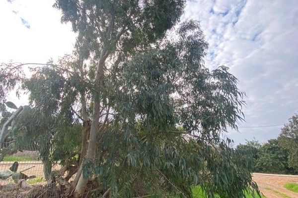 Murray red gum