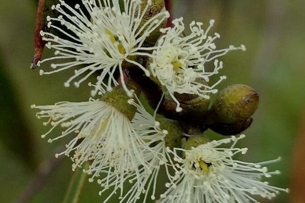 Camfield's stringybark