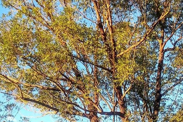Narrowleaf red ironbark