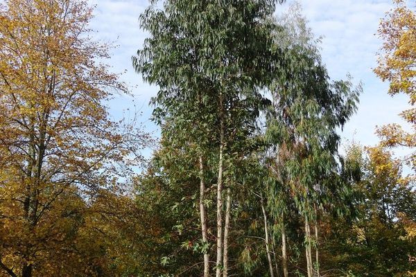 Mountain white gum