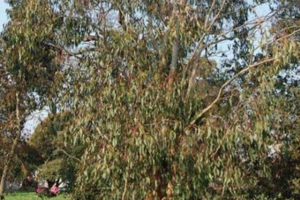 Australian-oak