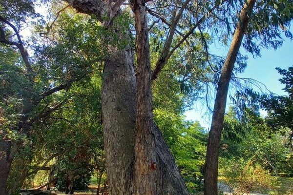 Mountain graygum