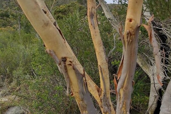 Scribbly gum