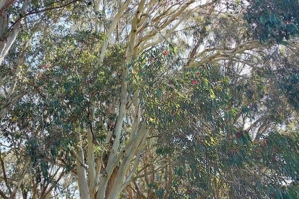 South australian blue gum