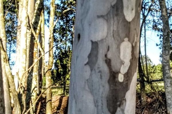 Manna gum