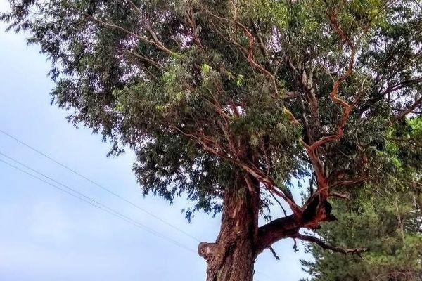 Australian tallowwood