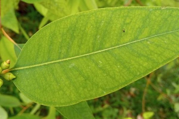 Messmate