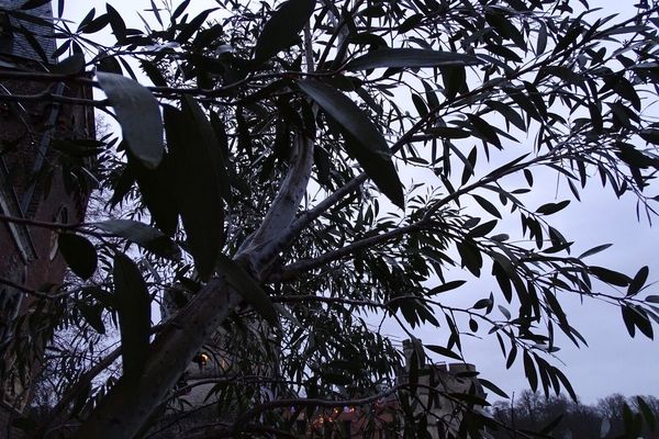 Jounama snow gum