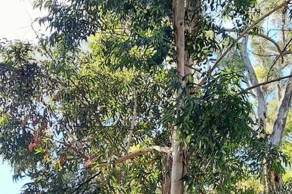 Woolly gum