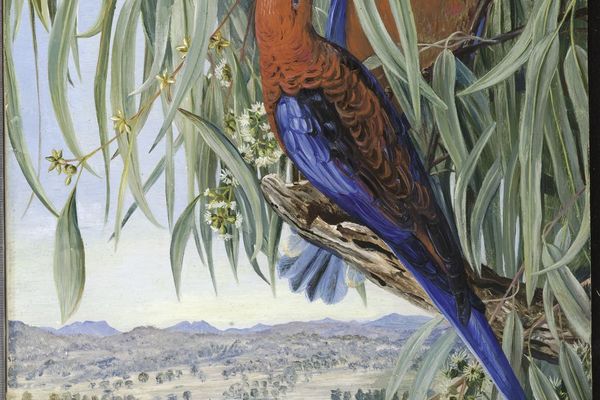 Eucalyptus piperita