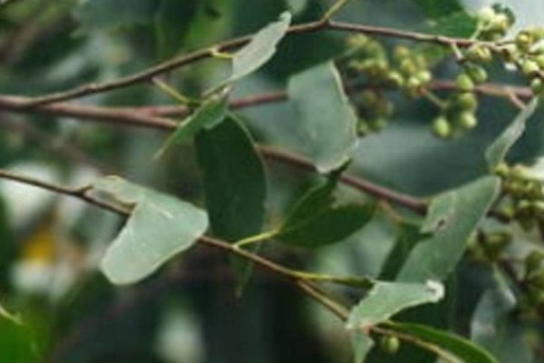 Australian-oak