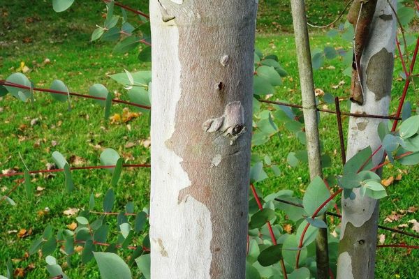 Candlebark