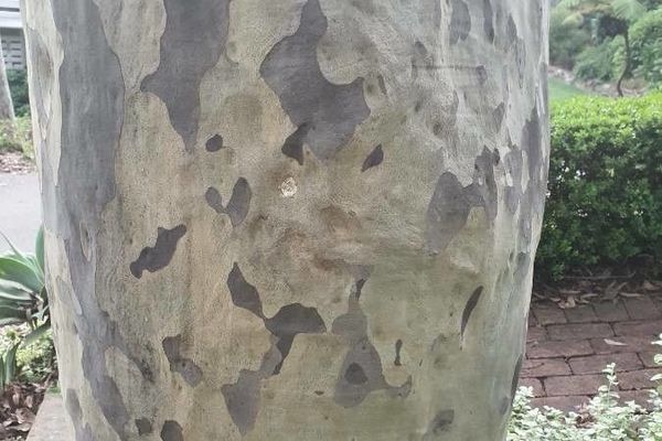 Blue gum