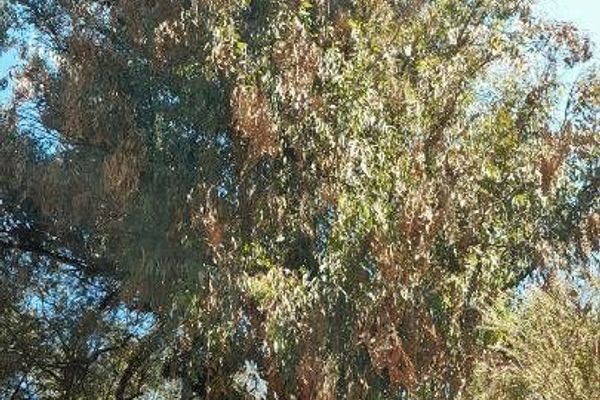 Northern grey ironbark