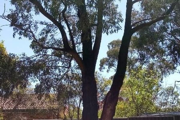 Red ironbark