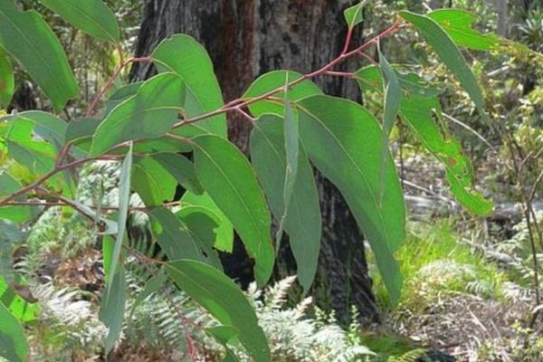 Tasmanian ironbark
