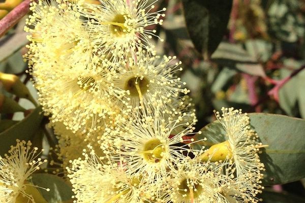Eucalyptus socialis