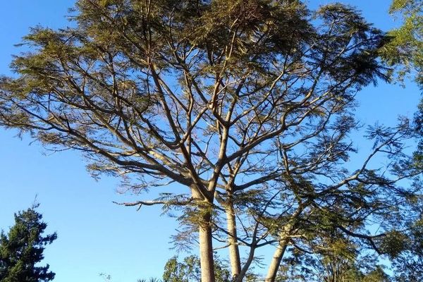 Queensland blue gum