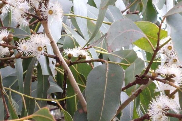 Manna gum