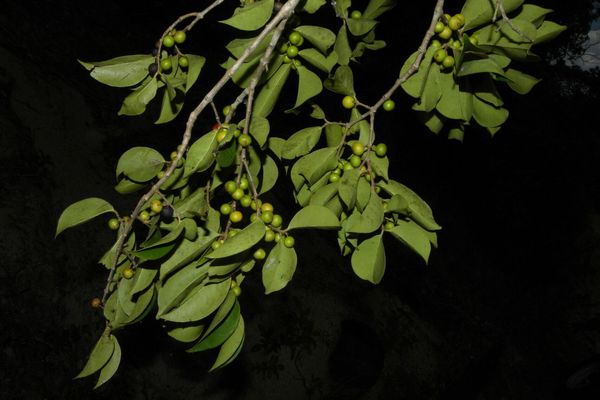 Eugenia acapulcensis