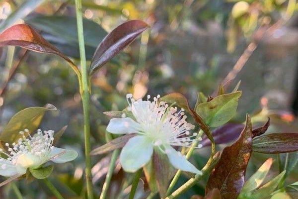 Cherry-of-the-rio grande