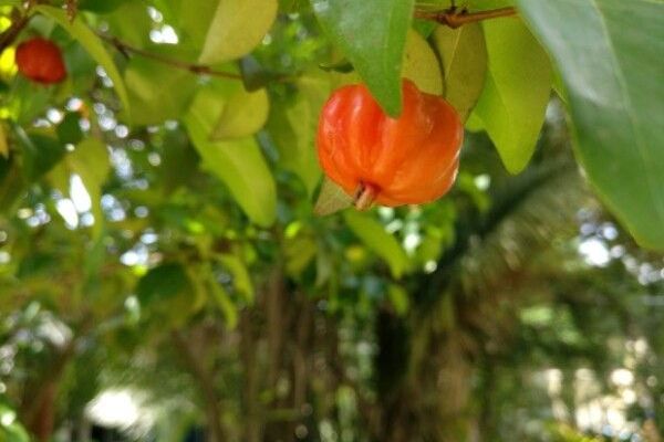 Brazil-cherry