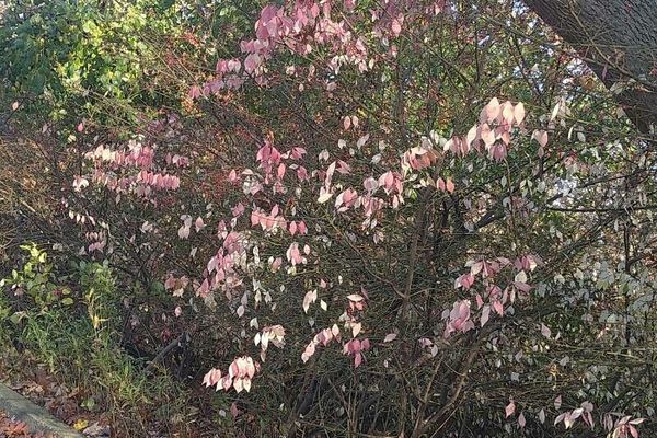Burningbush
