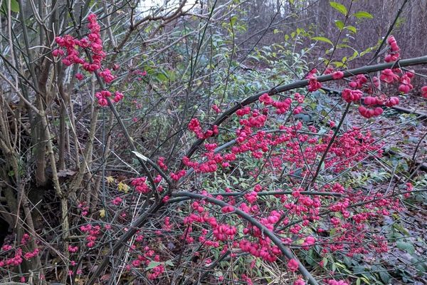 Spindle